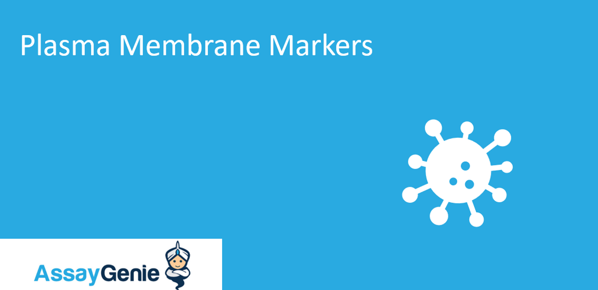 Plasma Membrane Markers