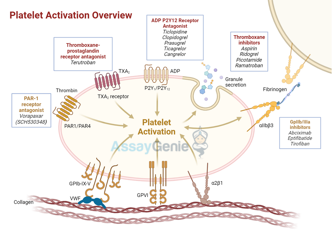 Understanding Platelet Activation: A Comprehensive Overview