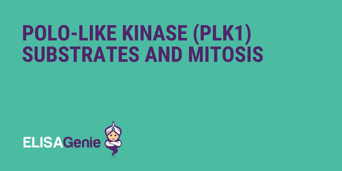 Polo-like kinase (Plk1) substrates and mitosis