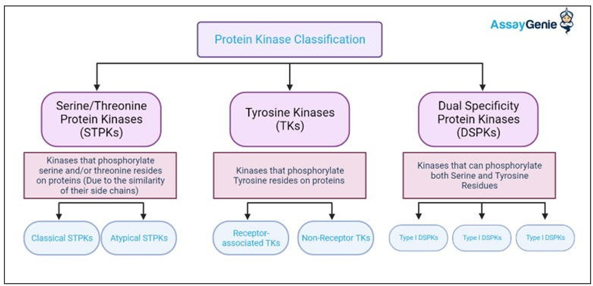Protein Kinases: Overview, Classification and Therapeutic Potential