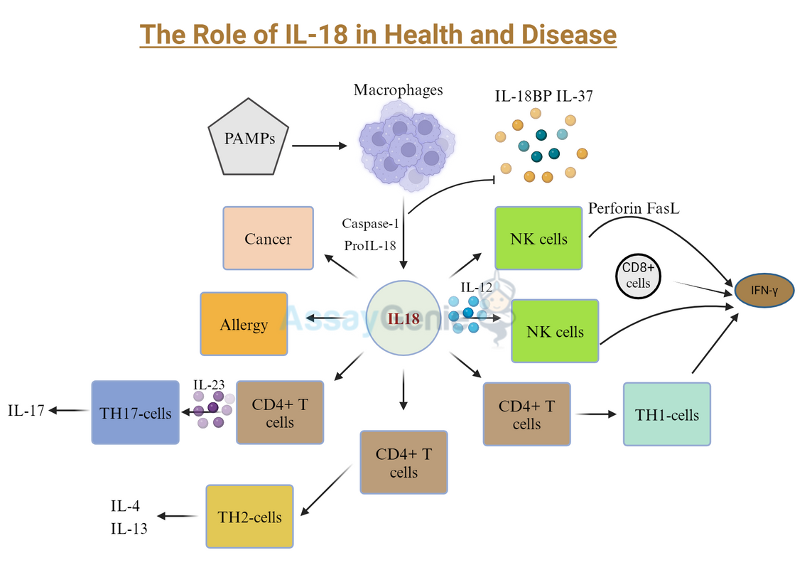 The role of IL-18 in health and disease