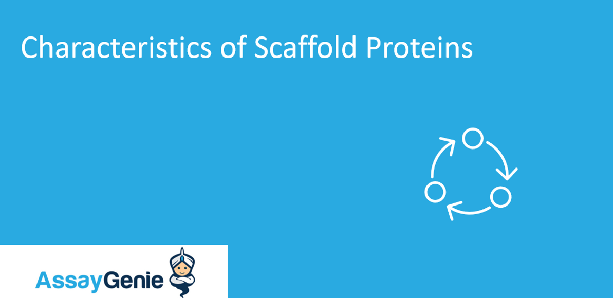 Characteristics of scaffold protein