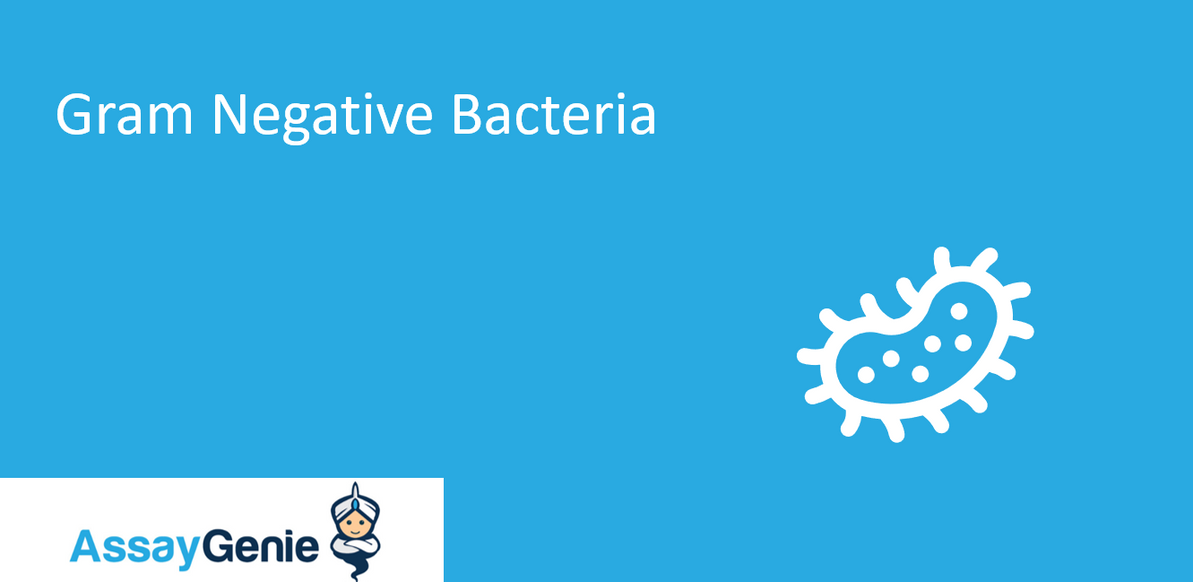 What Is Gram Negative Bacteria & Why Can It Cause So Many Diseases