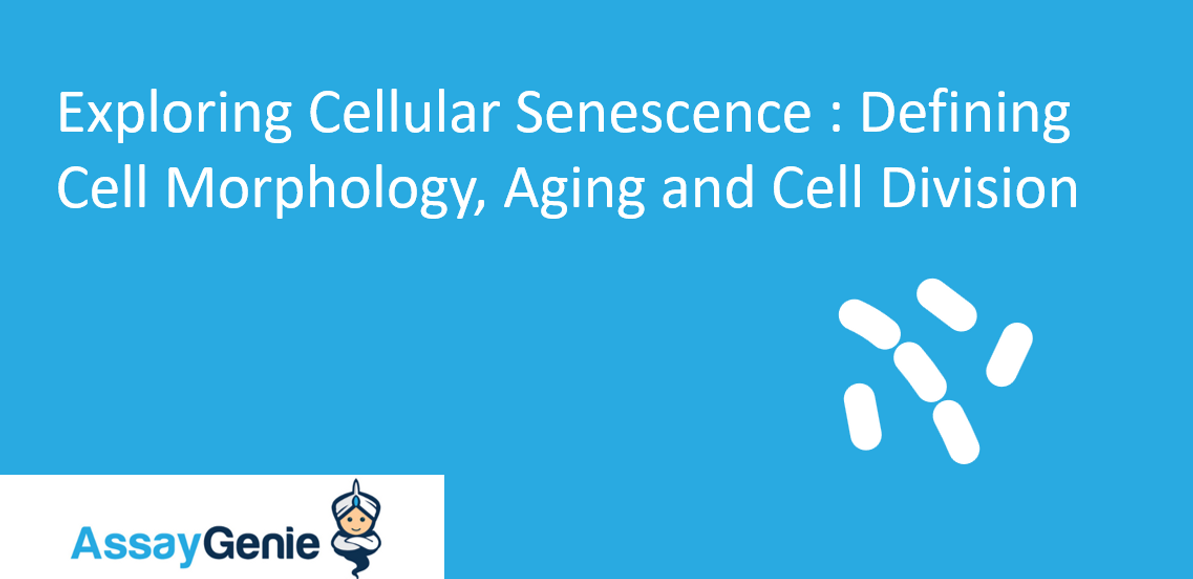 Exploring Cellular Senescence: Defining Cell Morphology, Aging & Cell Division