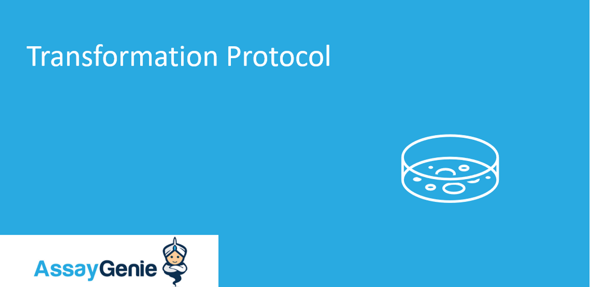 Transformation Protocol – Sample Transformation Protocols