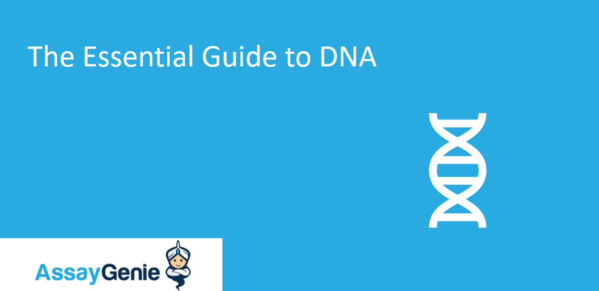 The Essential Guide to DNA: Components, Purpose and Purification Methods