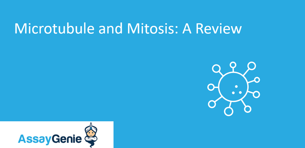 Microtubule and Mitosis review