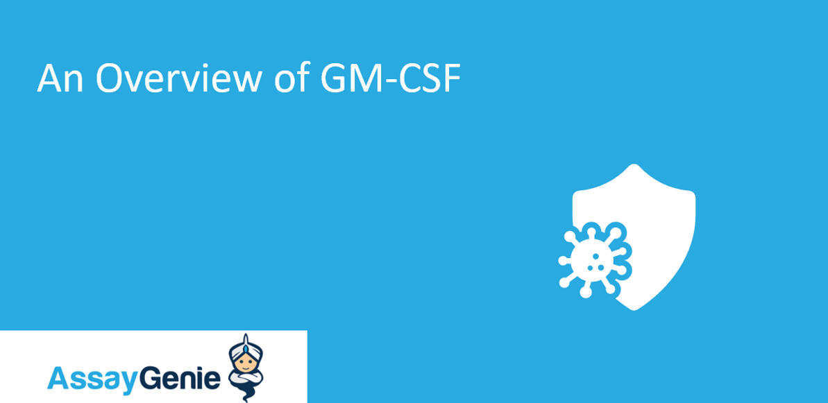 An Overview of the glycoprotein GM-CSF