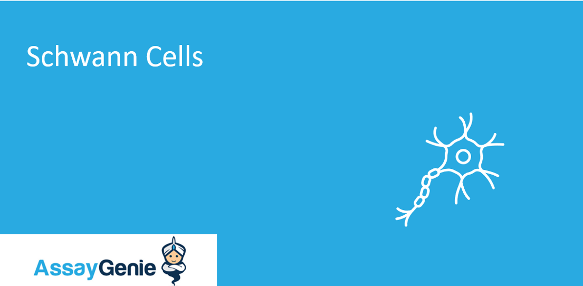 Schwann Cells: Specialized Cells that Support Nerve Function