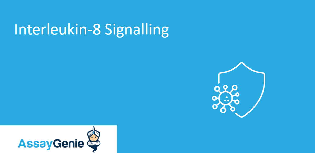 Interleukin-8 signalling