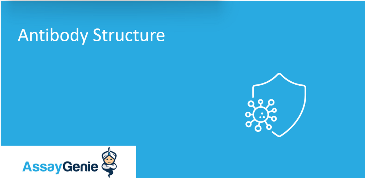 Antibody Structure: Overview & Insights