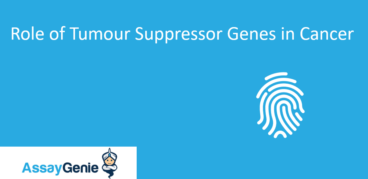 The Role of Tumor Suppressor Genes in Cancer: Knudson Hypothesis &  Oncogenes