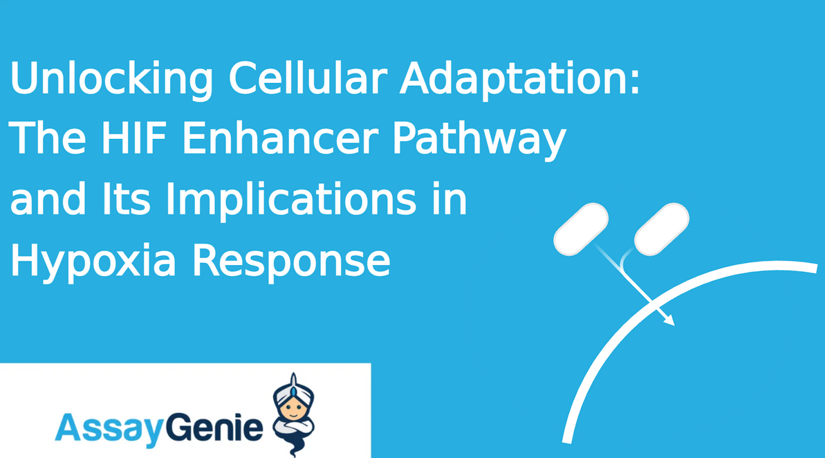 Unlocking Cellular Adaptation: The HIF Enhancer Pathway and Its Implications in Hypoxia Response