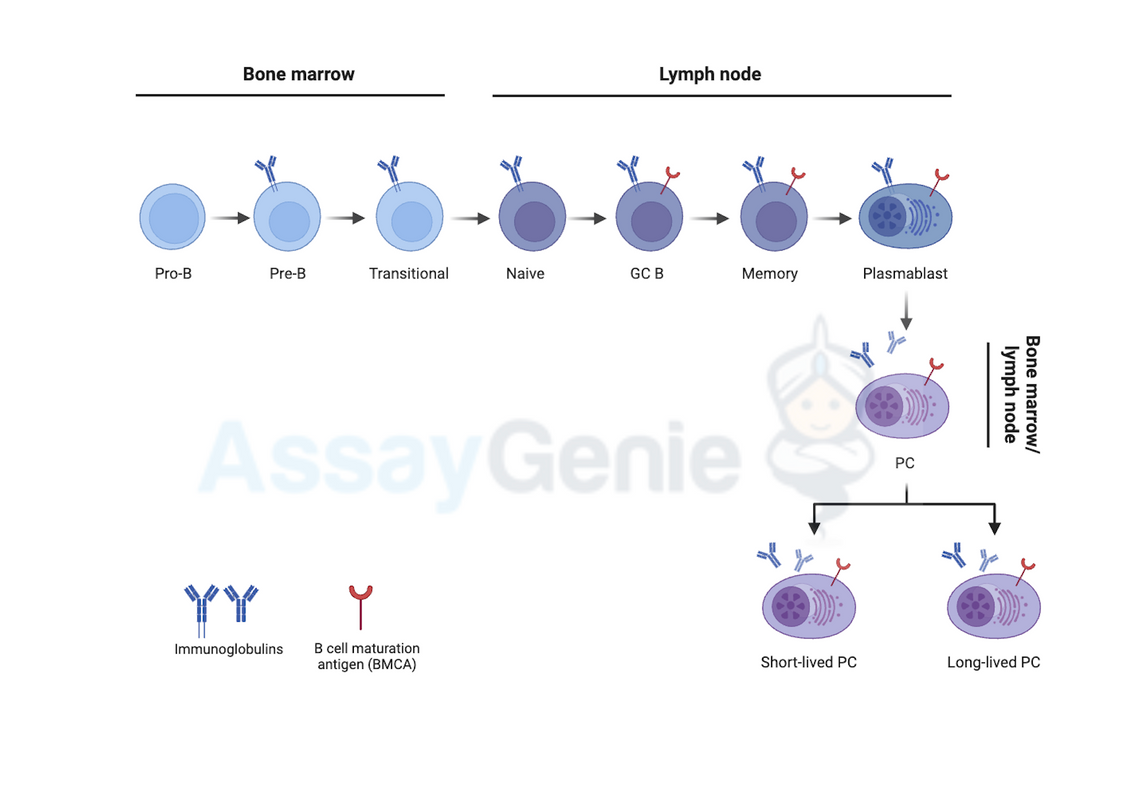 B Cell Types, Antigen Recognition & Activation