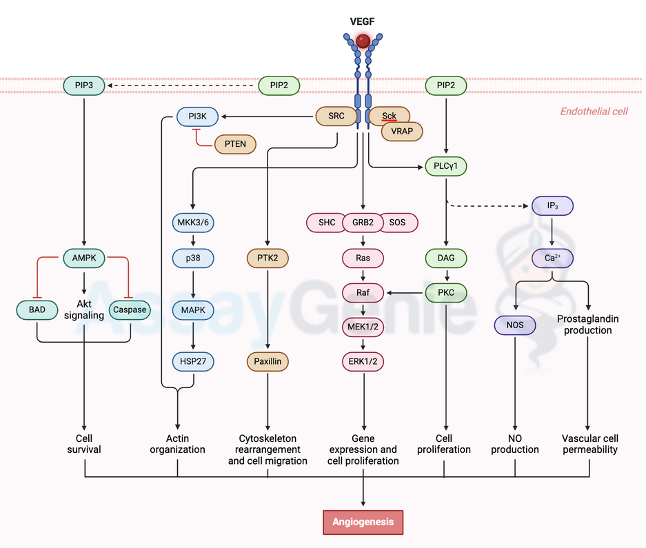 VEGF-A VEGFR-2 Signaling: Decoding the Blueprint of Angiogenesis for Therapeutic Insights