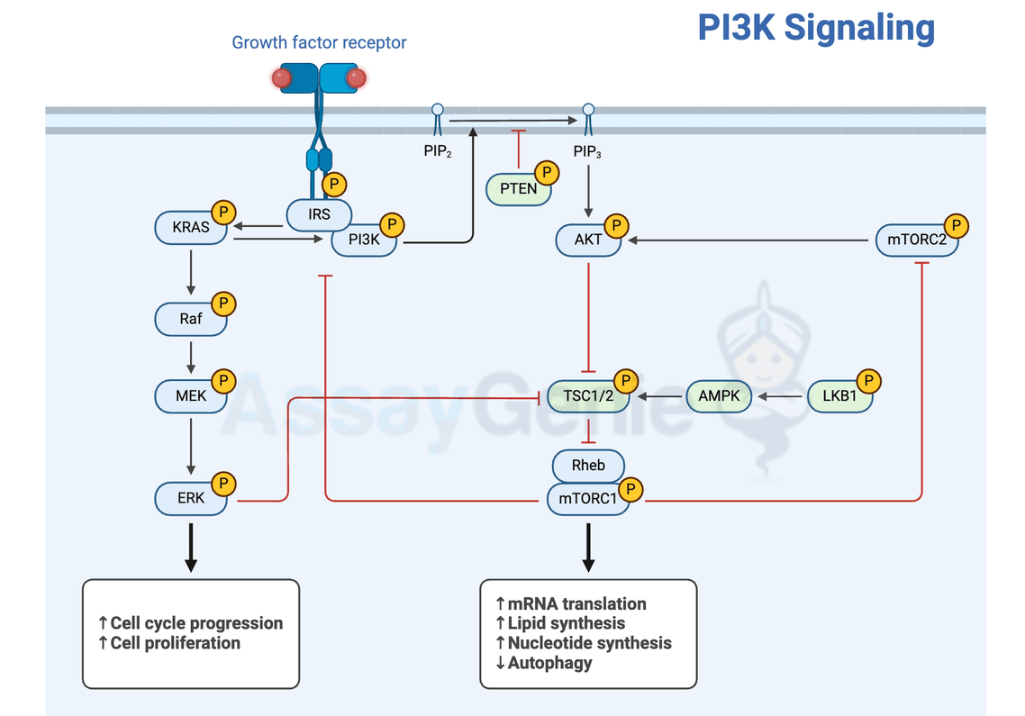 Decoding the Language of Cells: Chemokine Signaling Pathways Unveiled