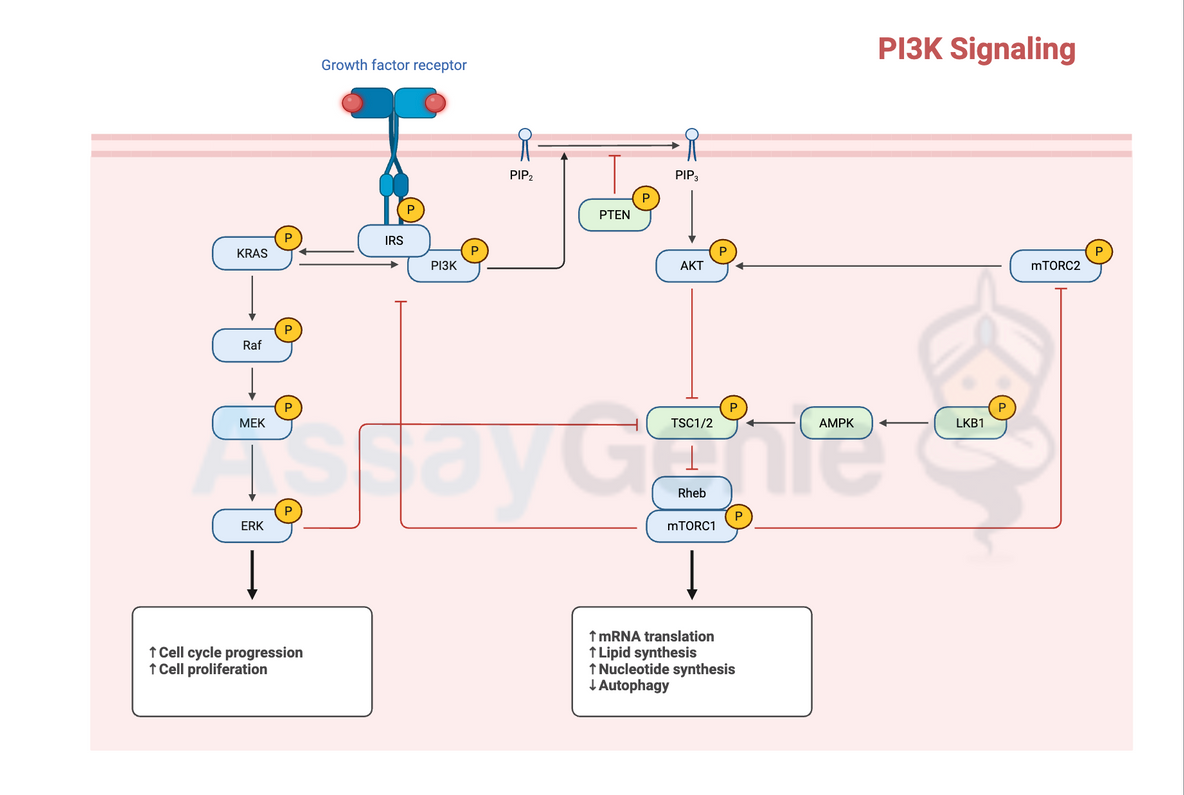 Adipokines and Insulin Signaling Pathways: An In-Depth Exploration