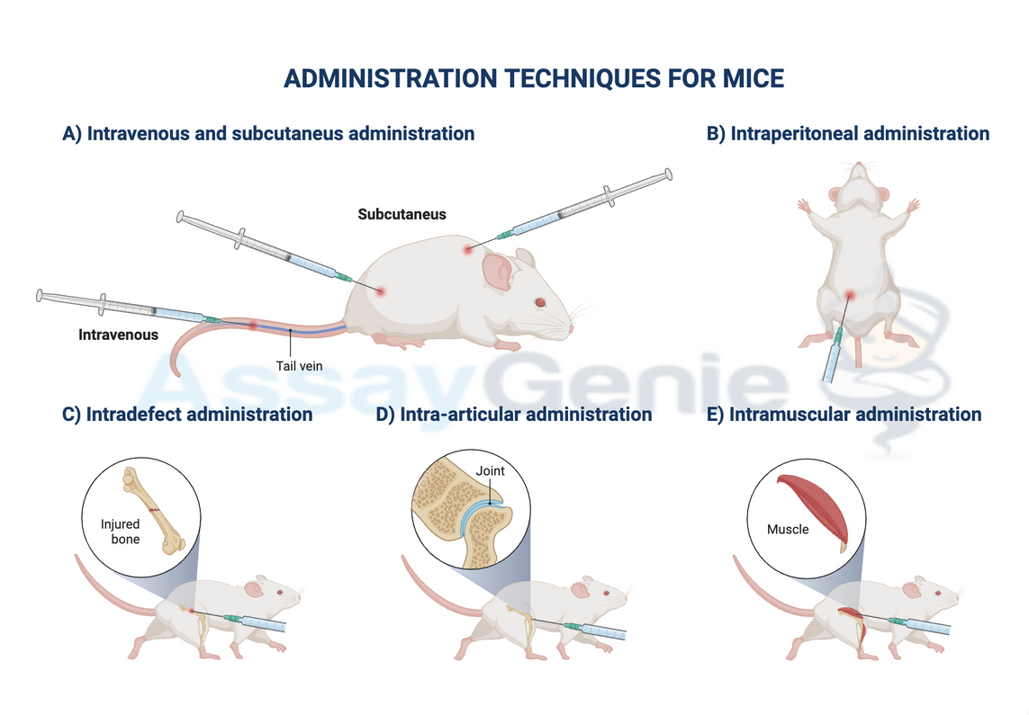 Mouse Injection Guide (Subcutaneous, Instramuscular & Intraperitonael)