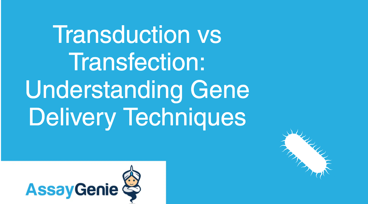 Transduction vs Transfection: Understanding Gene Delivery Techniques