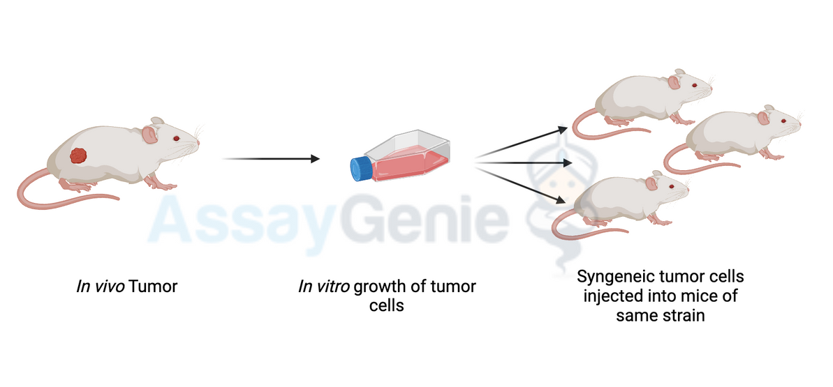 Enhancing Cancer Research: Syngeneic Mouse Models and Immune Checkpoint Inhibitors