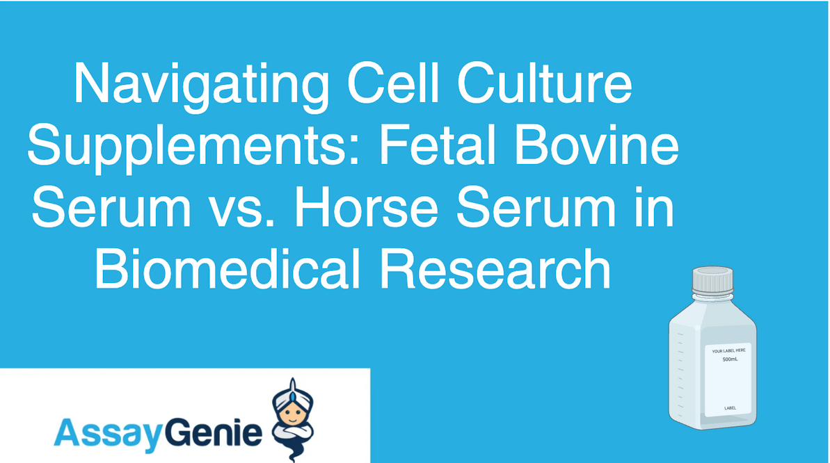 Navigating Cell Culture Supplements: Fetal Bovine Serum vs. Horse Serum in Biomedical Research