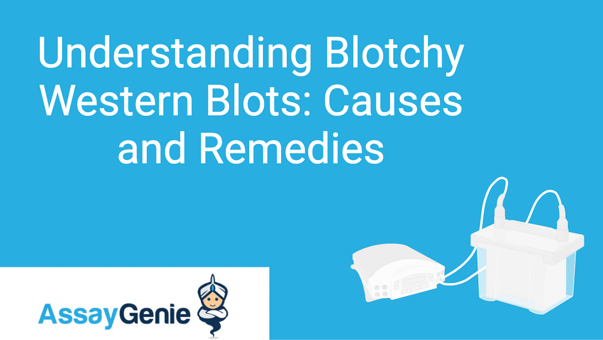 Understanding Blotchy Western Blots: Causes and Remedies