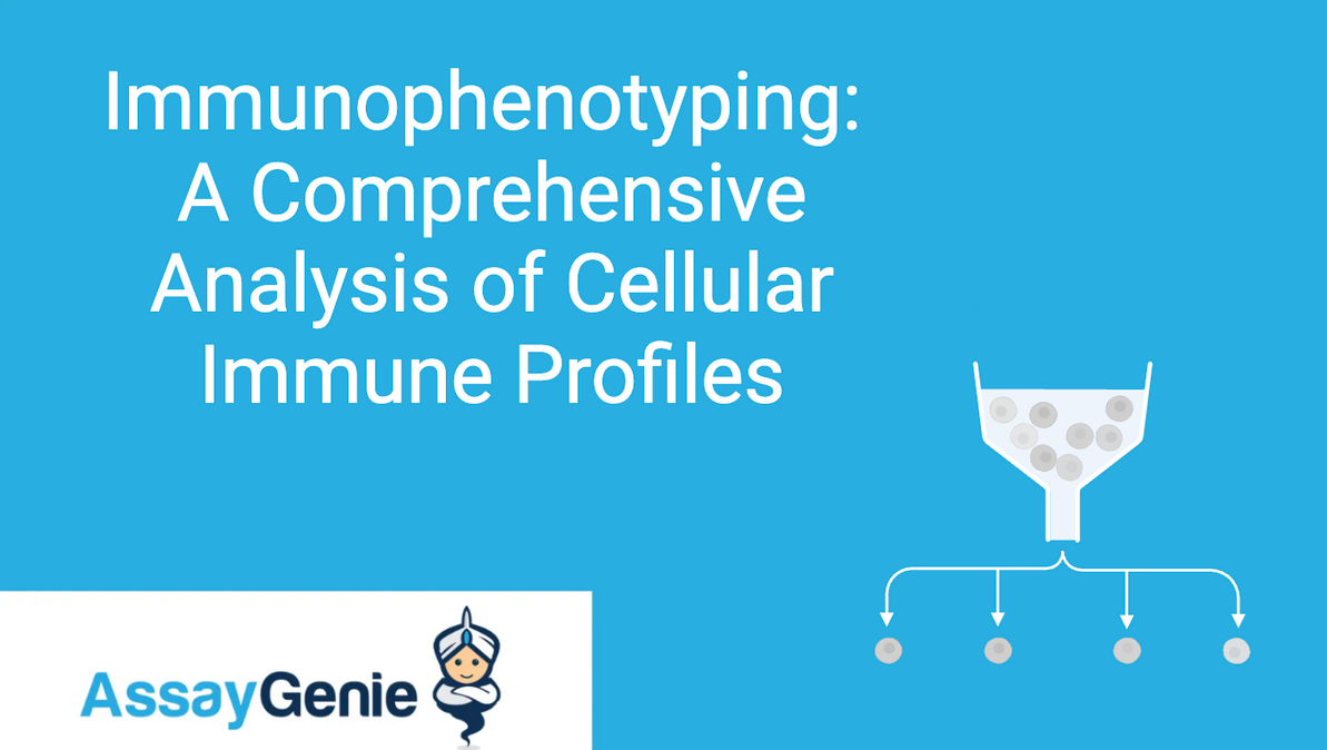 Immunophenotyping: A Comprehensive Analysis of Cellular Immune Profiles