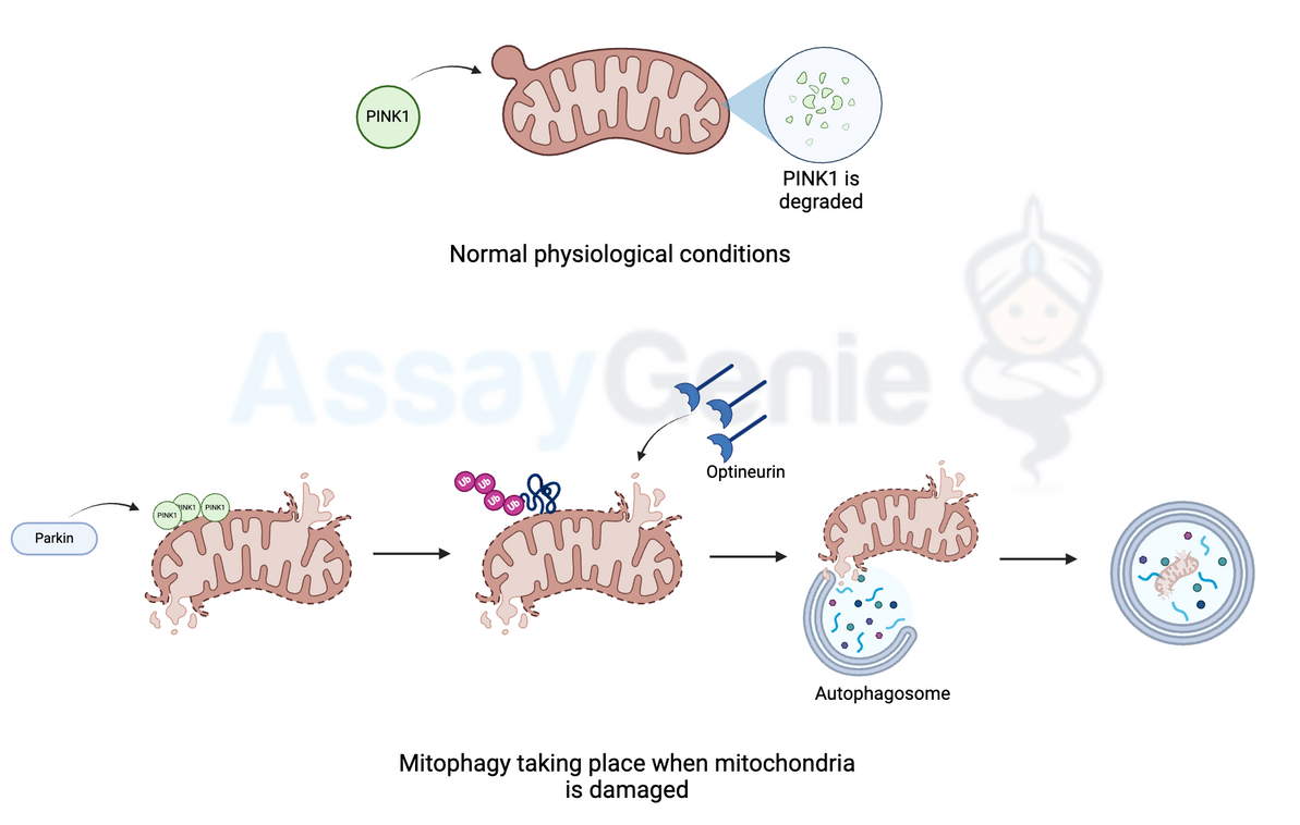 Mitophagy: The Cell's Cleanup Crew for Healthy Living