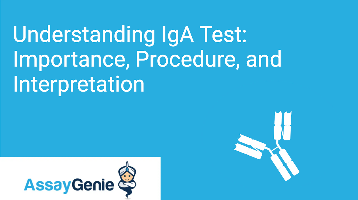 Understanding IgA Test: Importance, Procedure, and Interpretation