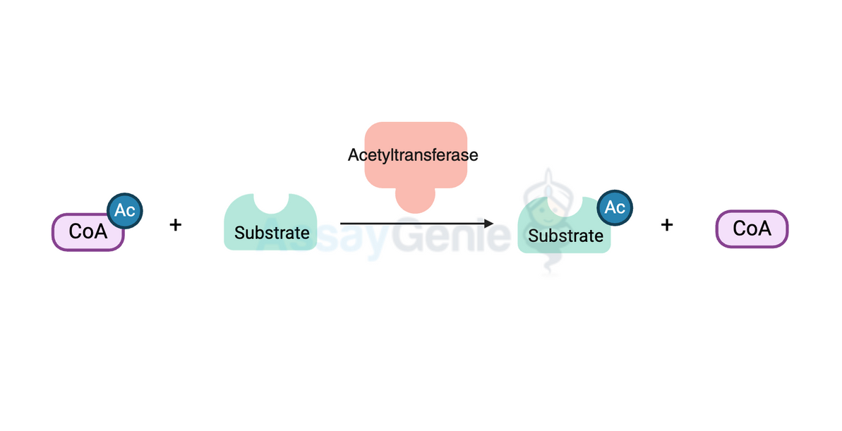  Illuminating the Multifaceted Role of Acetylation: Bridging Chemistry and Biology  Introduction: