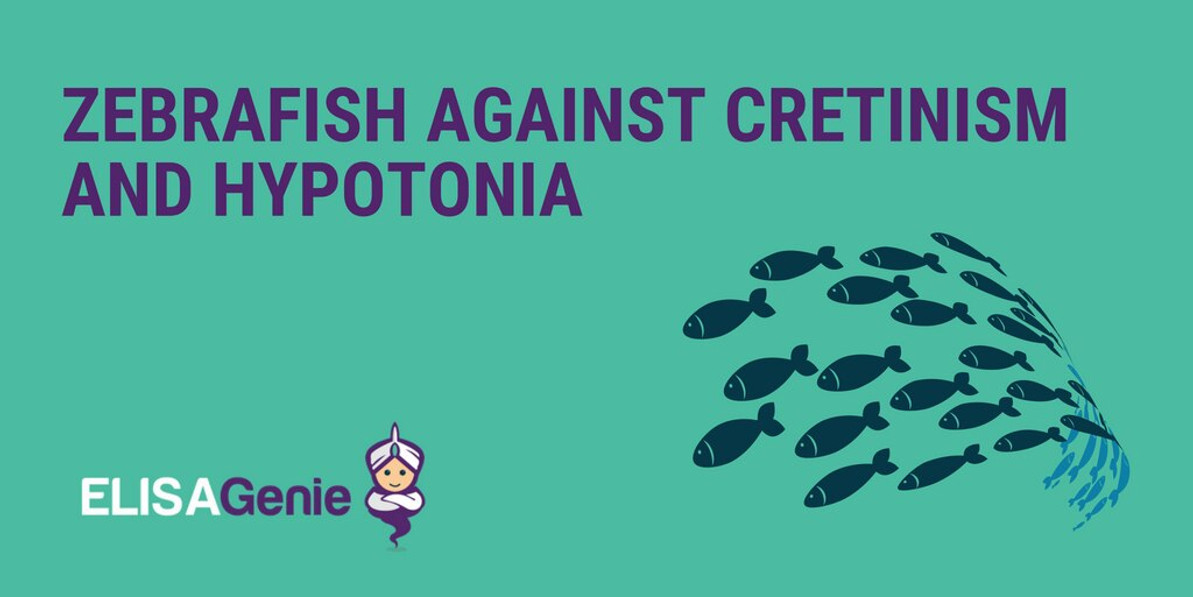 Zebrafish against cretinism and hypotonia