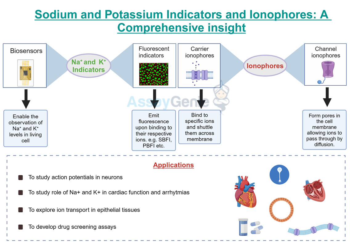 Sodium and Potassium Indicators and Ionophores: A Comprehensive Insight