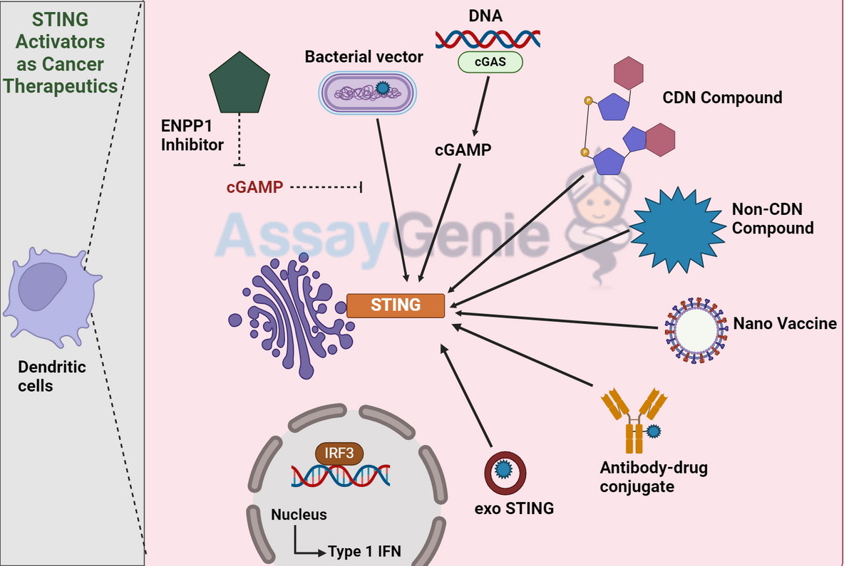 STING Activators As Cancer Therapeutics