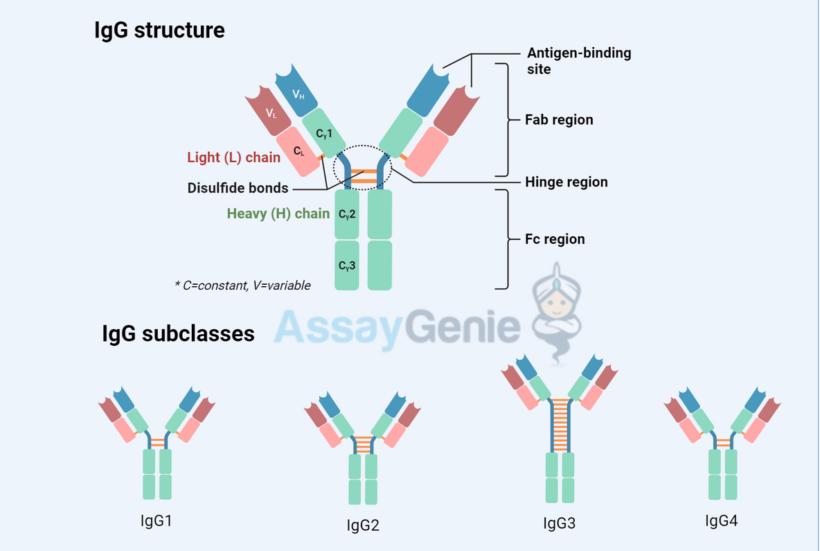 Comprehensive Analysis of Antibody Structure and Function
