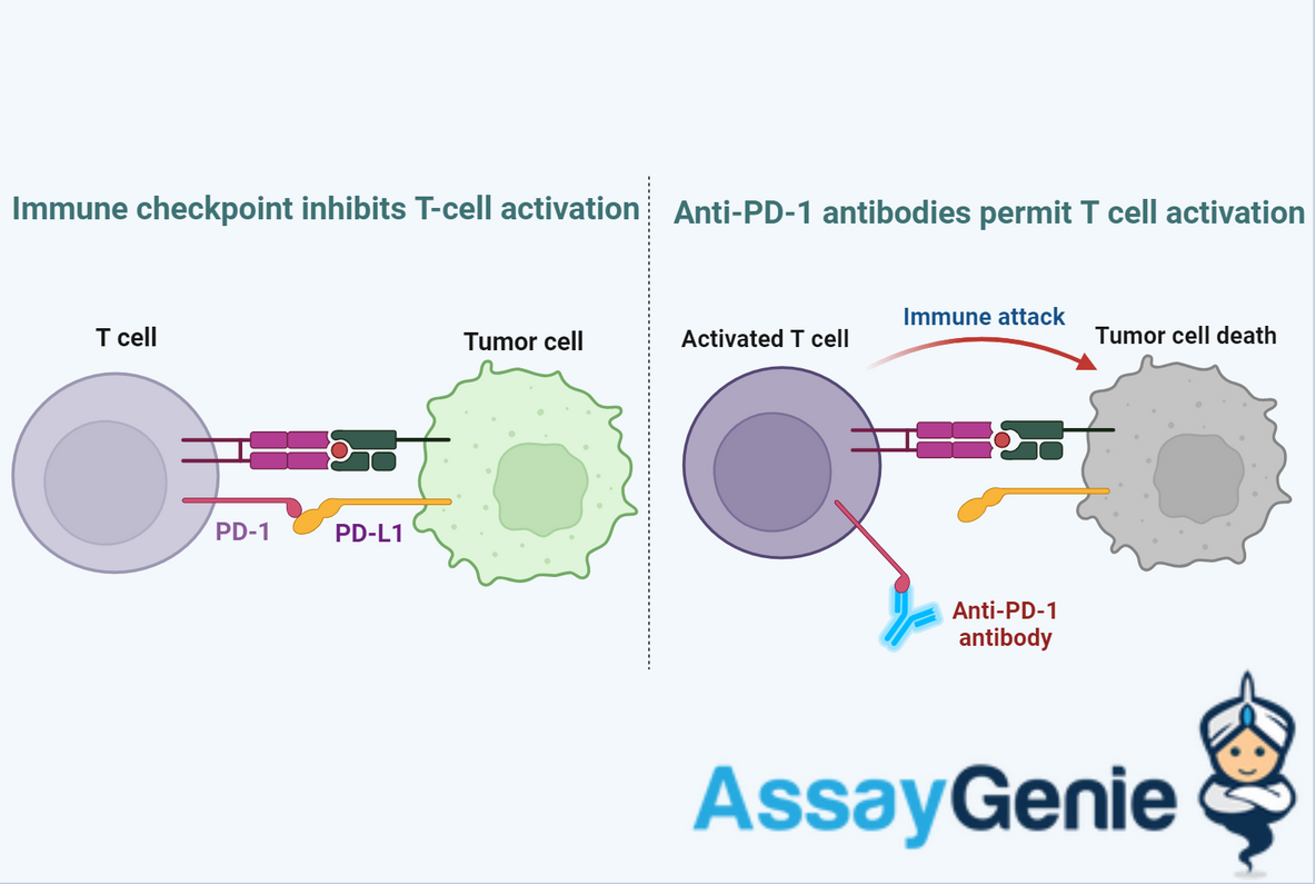 Targeting Immune Checkpoints as Cancer Therapy