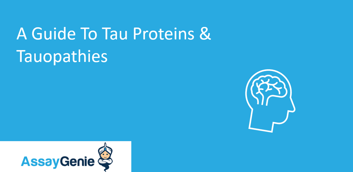 A Guide To Tau Proteins & Tauopathies