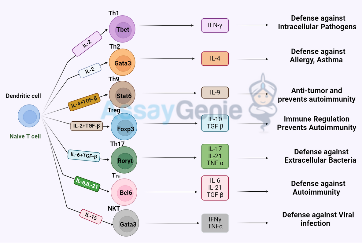 The Rat Effectively Models Signature Cytokines of T Helper Cells