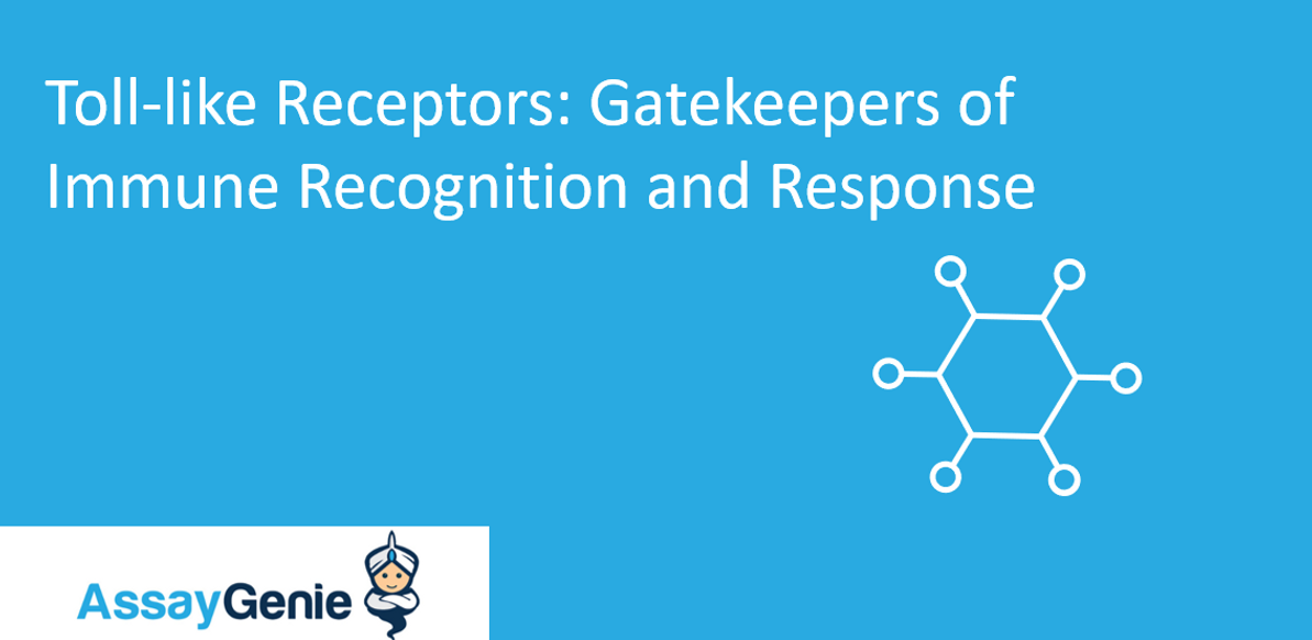 Toll-like Receptors: Gatekeepers of Immune Recognition and Response