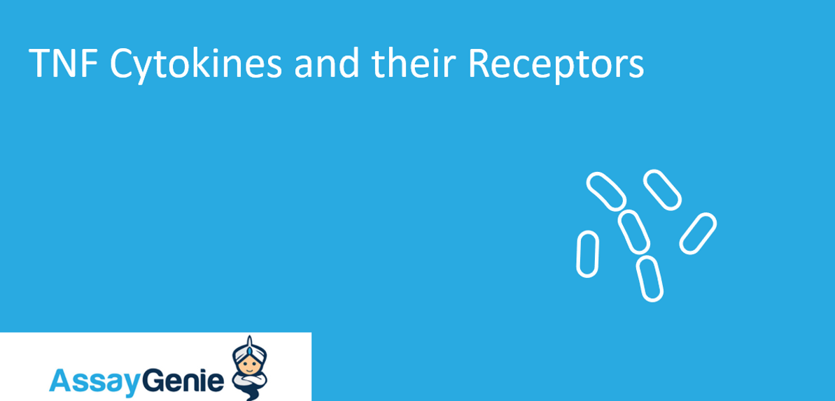 TNF cytokines and their Receptors