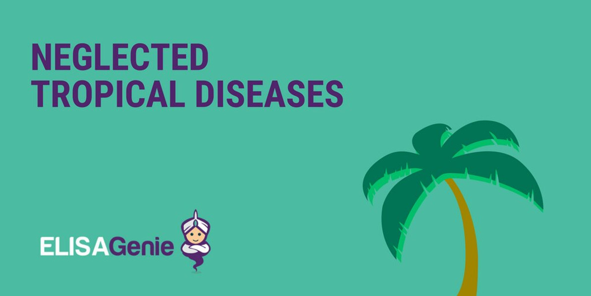 Filarial Infections - Tropical Diseases | Assay Genie