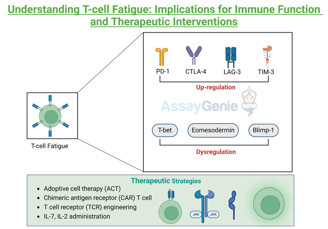 Understanding T Cell Fatigue: Implications for Immune Function and Therapeutic Interventions