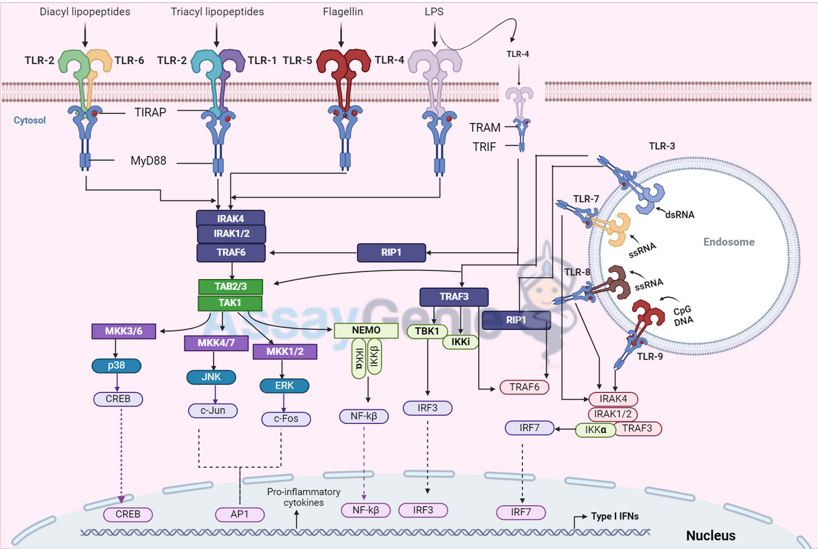 Toll-Like Receptor Signaling Pathways: A Key to Innate Immunity