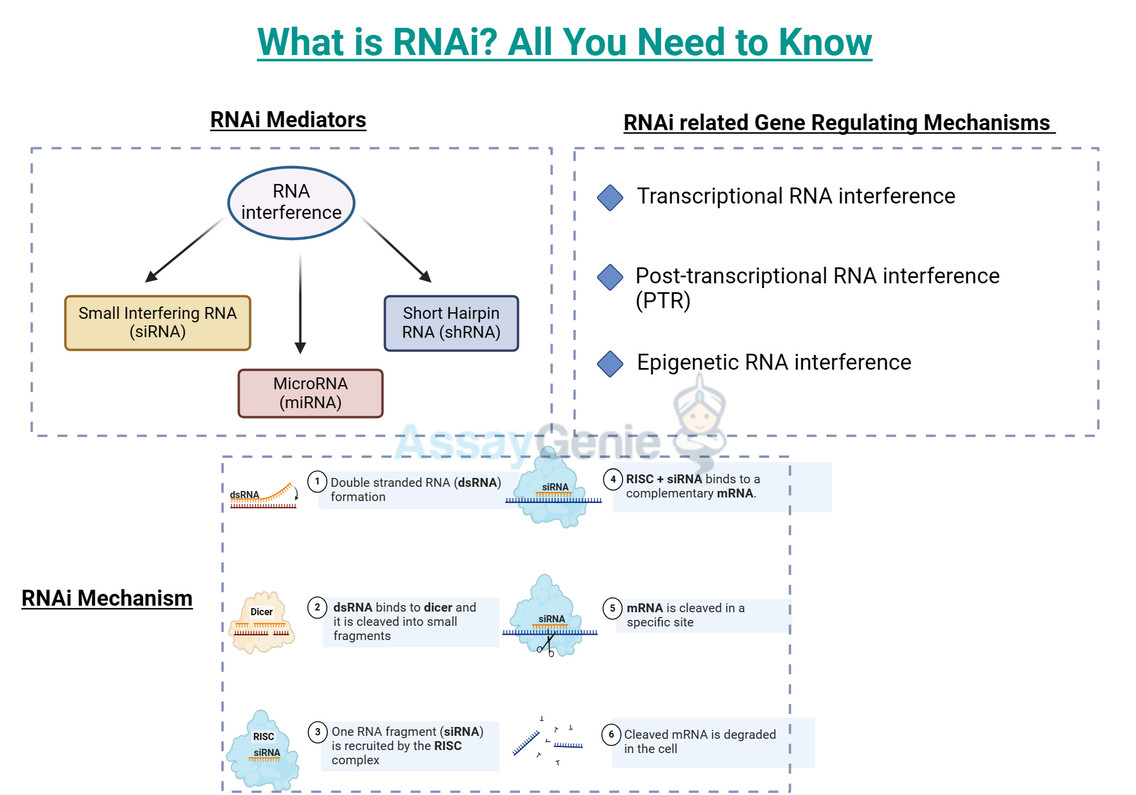 What is RNAi? All You Need to Know