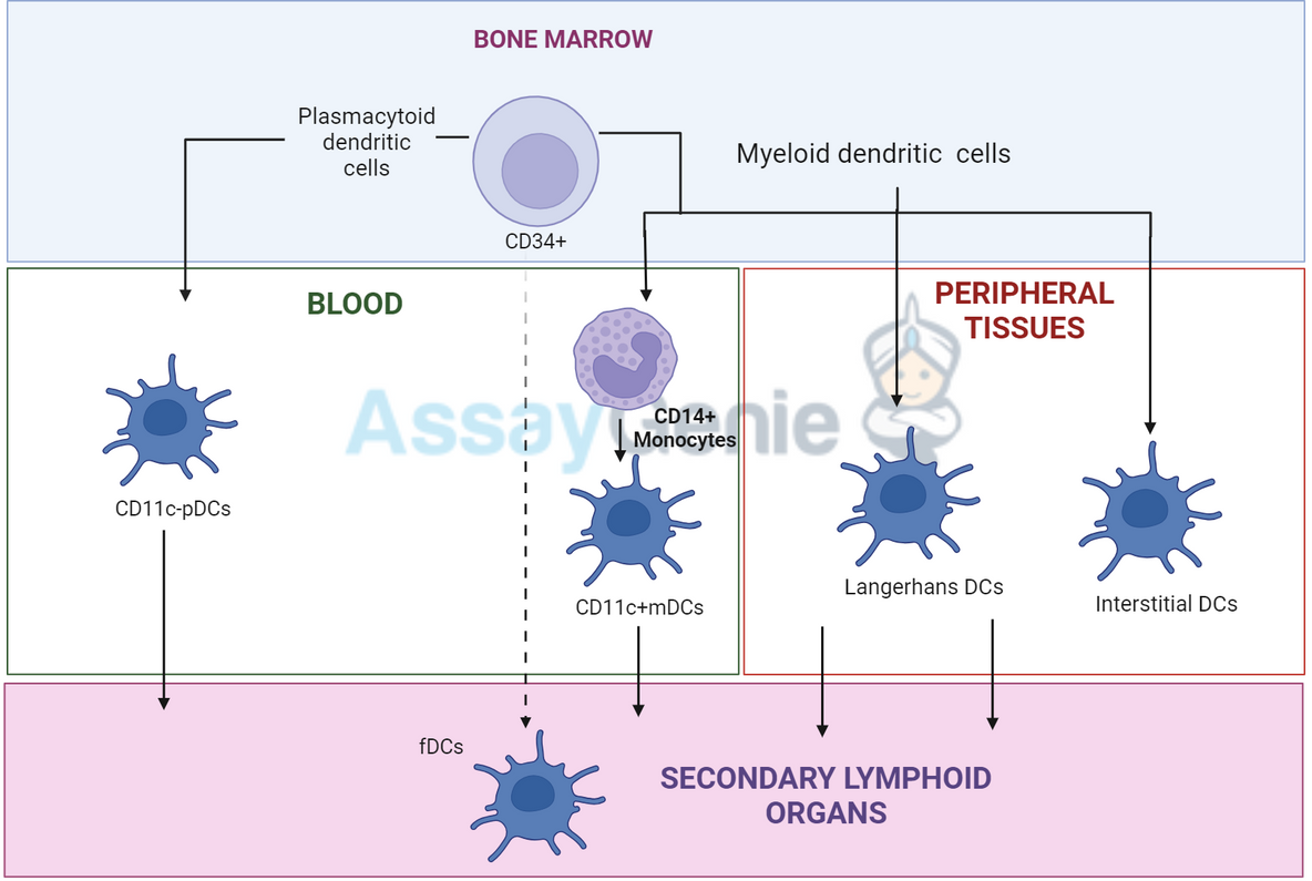 Dendritic Cells: Tracing the Developmental Lineage Pathway