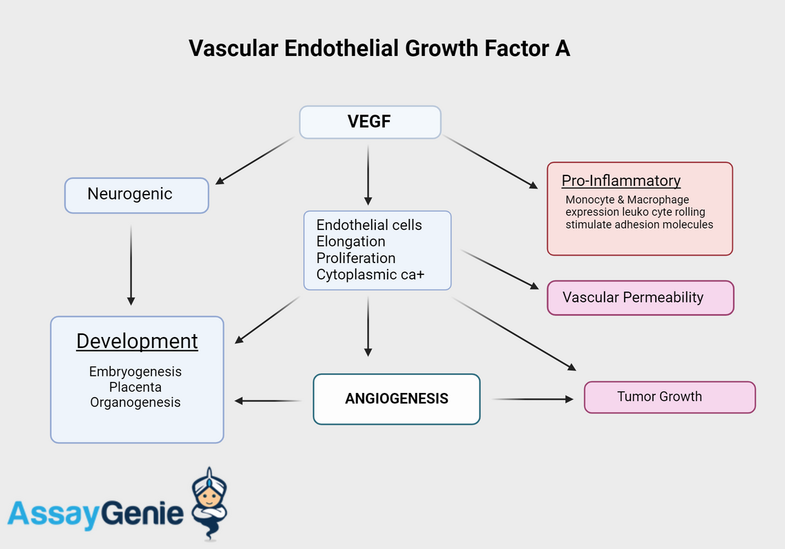 Vascular Endothelial Growth Factor A (VEGFA): A Cornerstone in Angiogenesis and Beyond