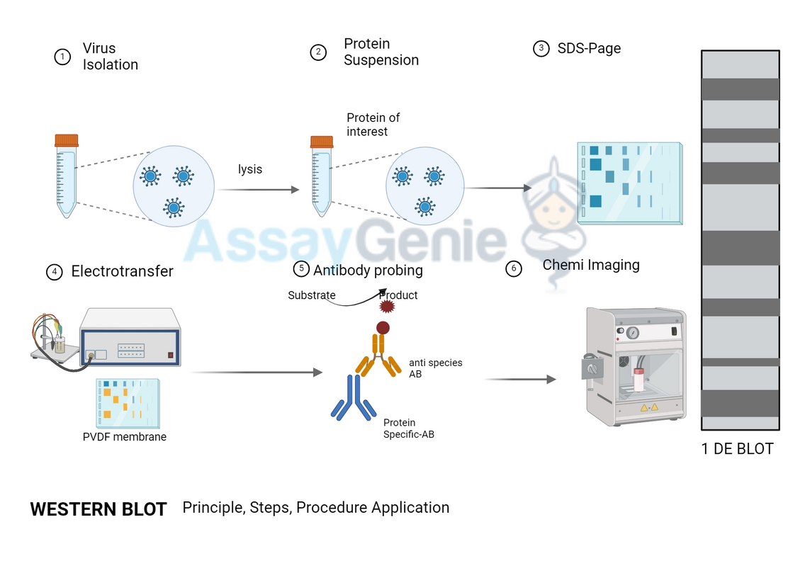 Western Blot Training: A Comprehensive Guide