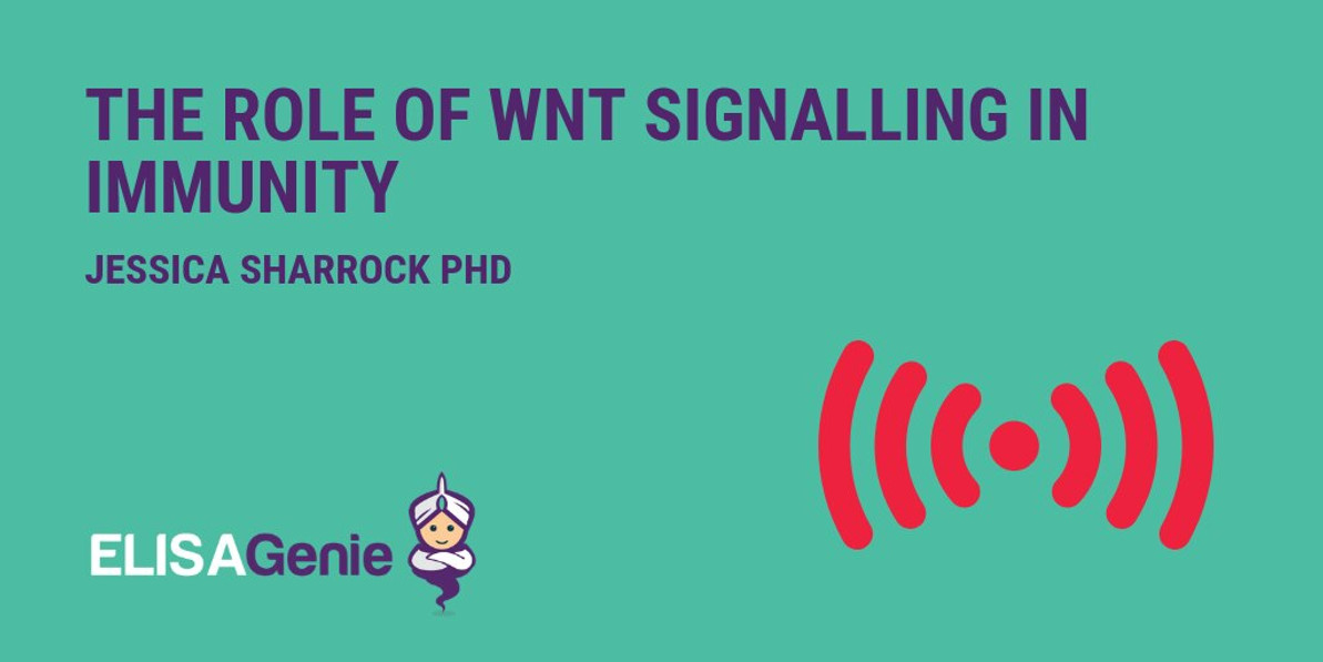 Wnt Signalling Pathway in Immunity