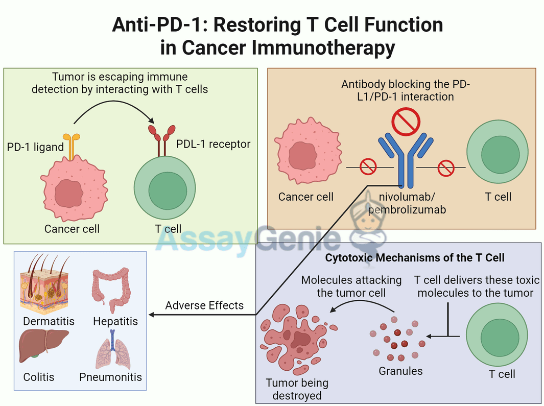 Anti-PD-1: Restoring T Cell Function in Cancer Immunotherapy