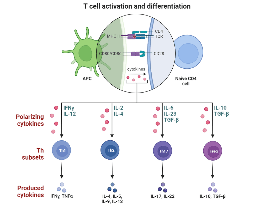 CD4+ T Cells: Unveiling the Role of Helper and Regulatory T Cells