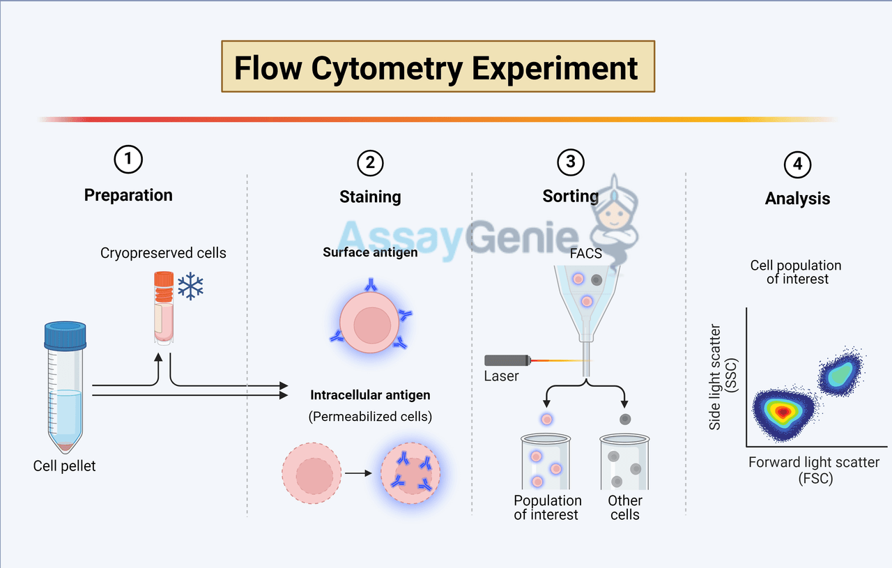 Navigating the Intricacies of Intracellular Flow Cytometry: Key ...